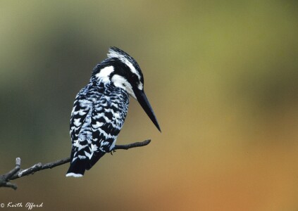 Pied Kingfisher