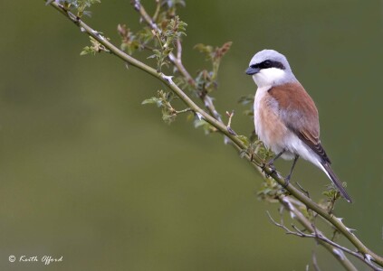 Red-backed Shrike