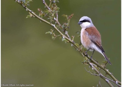 Red-backed Shrike