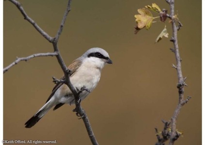 Red-backed Shrike