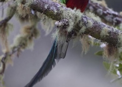Resplendent Quetzal