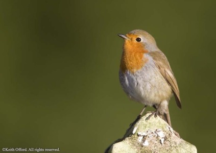Robin