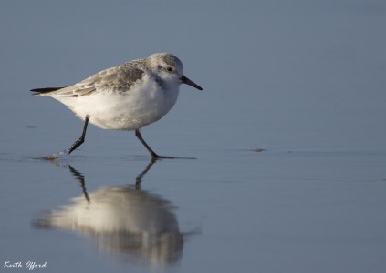 Sanderling