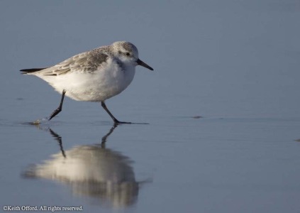 Sanderling
