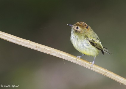 Scale-crested Pygmy-tyrant