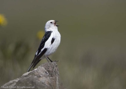 Snow Bunting