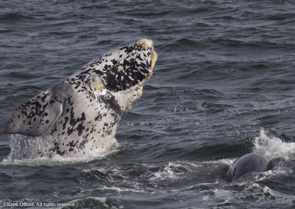 Southern Right Whale