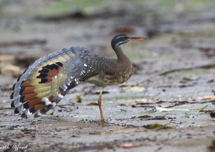 Sunbittern