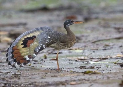Sunbittern