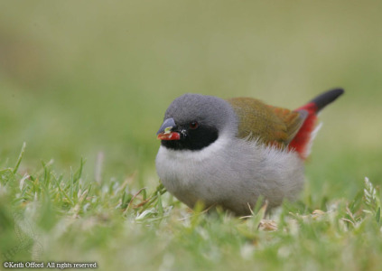 Swee Waxbill