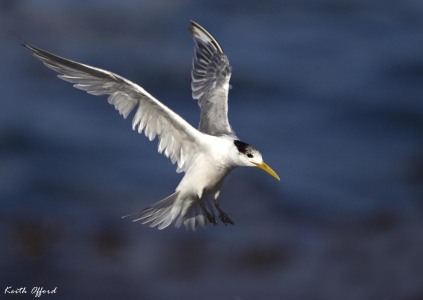 Swift Tern