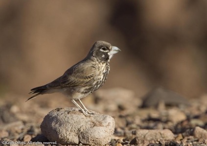 Thick-billed Lark
