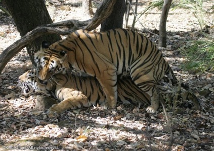 Tigers mating