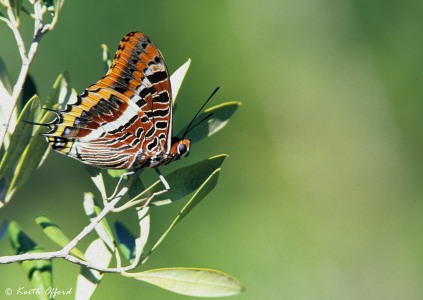 Two-tailed Pasha
