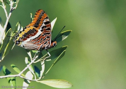 Two-tailed Pasha