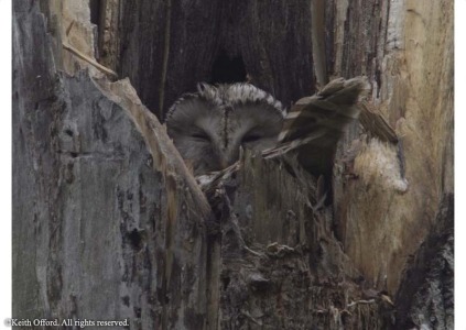 Ural Owl
