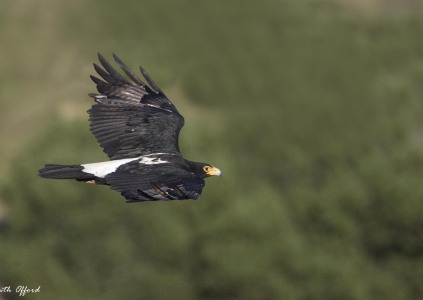Verreaux's Eagle