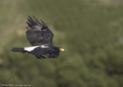 Verreaux's Eagle
