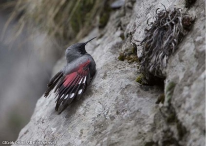 Wallcreeper