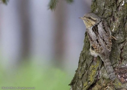 Wryneck