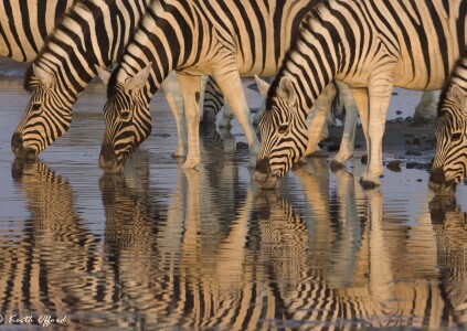 Burchell's Zebra drinking