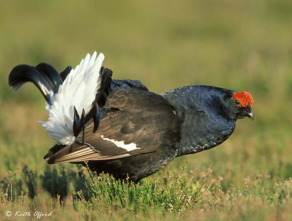 Birds of the Welsh Borders