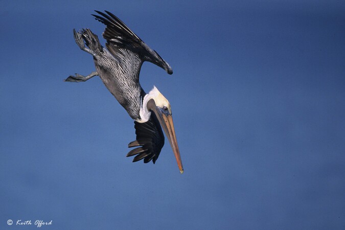 Aristocrats of the Air