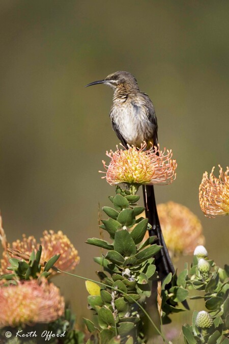 At the Tip of Africa