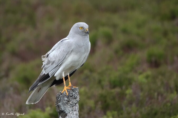 Upland Raptors in Wales